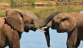 two elephants close up and trunks touching